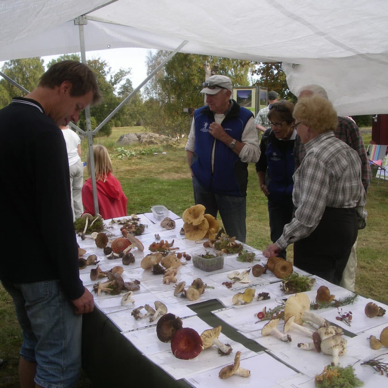 Flera personer står runt ett bord med många olika svampar framlagda.