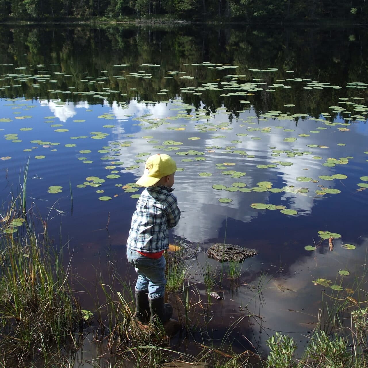 Bilden visar en liten pojke som är nere vid vattnet och håvar efter småkryp i vattnet.