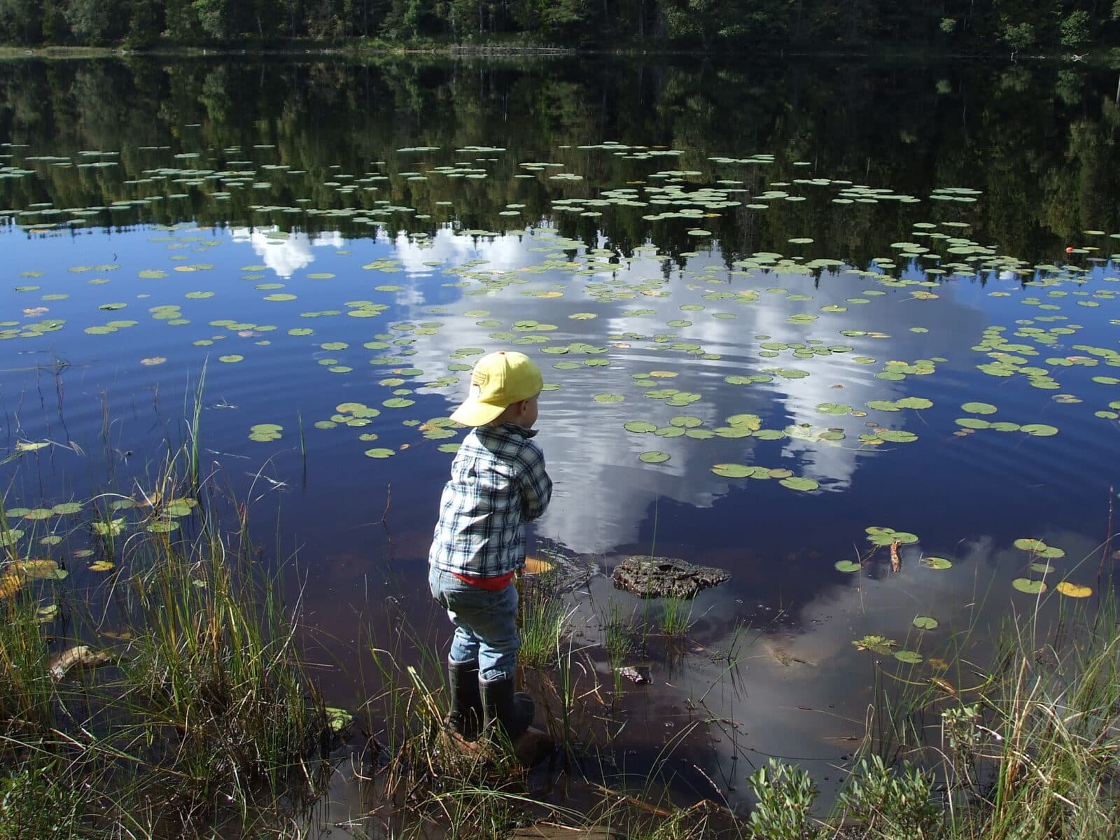 Bilden visar en liten pojke som är nere vid vattnet och håvar efter småkryp i vattnet.