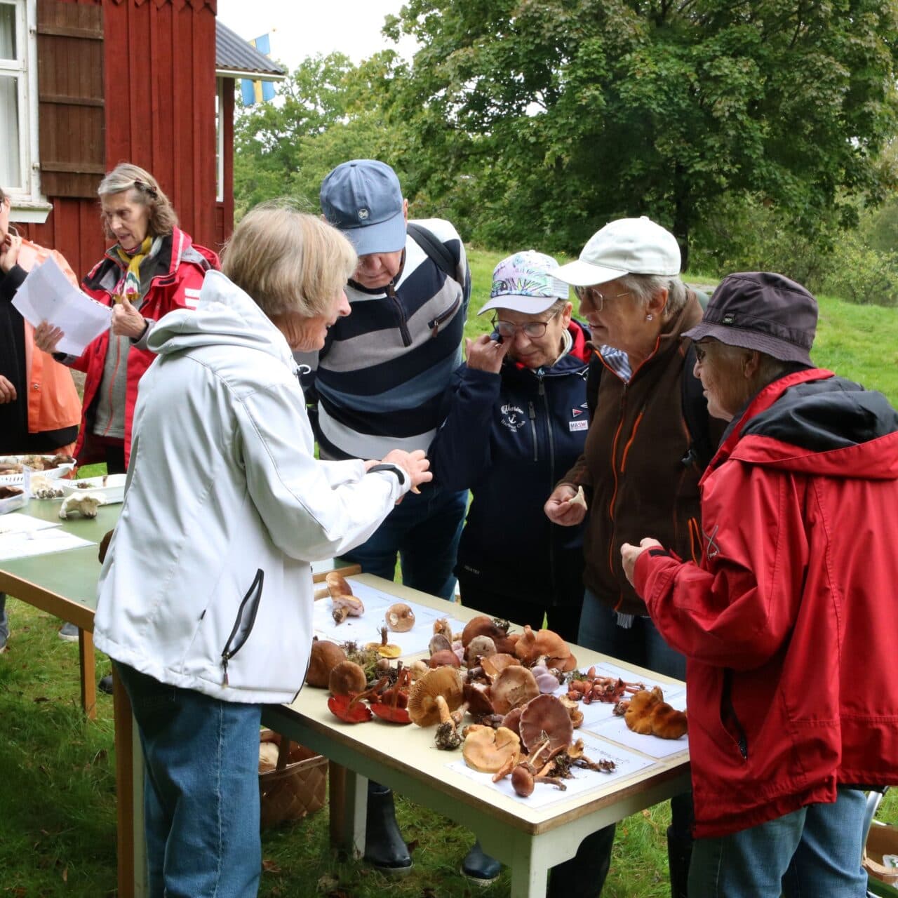 En grupp svampplockare får svampen artbestämd på Grinnsjötorps Svampens dag